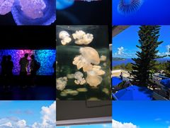 -香港海洋公园
