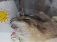 -宠物世家(仲盛世界商城店)