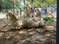 -长白岛森林公园