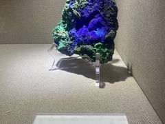 -陕西自然博物馆