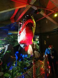 -恐龙探索乐园(磁器口店)