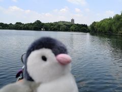 -西湖外事游船(花港观鱼码头)