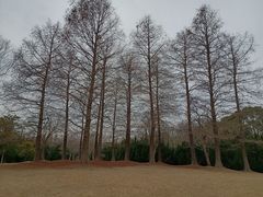 -上海滨江森林公园
