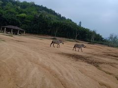 -杭州野生动物世界
