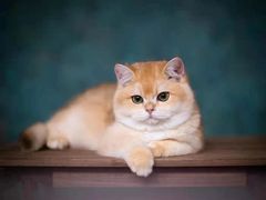 -青奢宠物·青奢猫舍