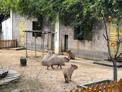 -合肥野生动物园
