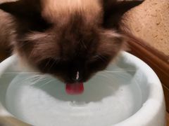 -猫友咖啡店(玉林西路店)