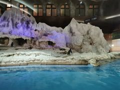 -帝企鹅自助餐厅•儿童岛•真企鹅(长隆企鹅酒店)