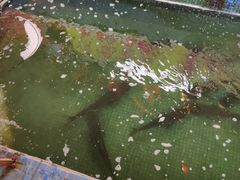 -溪悦渔庄(九龙湖店)
