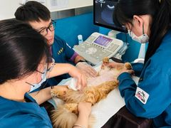 -康爱犬猫诊所·牙专科·骨外科·影像内科(丰宁店)