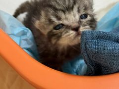 -爱侣宠医·鹦鹉专科·小型哺乳类·异宠专科(灵石路店)