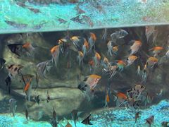 -萌宠奇缘(荣鼎店)