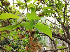 -贵阳市花溪国家城市湿地公园