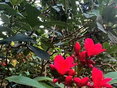 -中国科学院西双版纳热带植物园