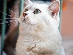 -猫儿山۰猫主题餐厅