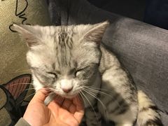 -吉丁鸟咖·异宠·寄养