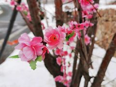 -中旅松花湖滑雪场