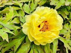 -莲花池公园