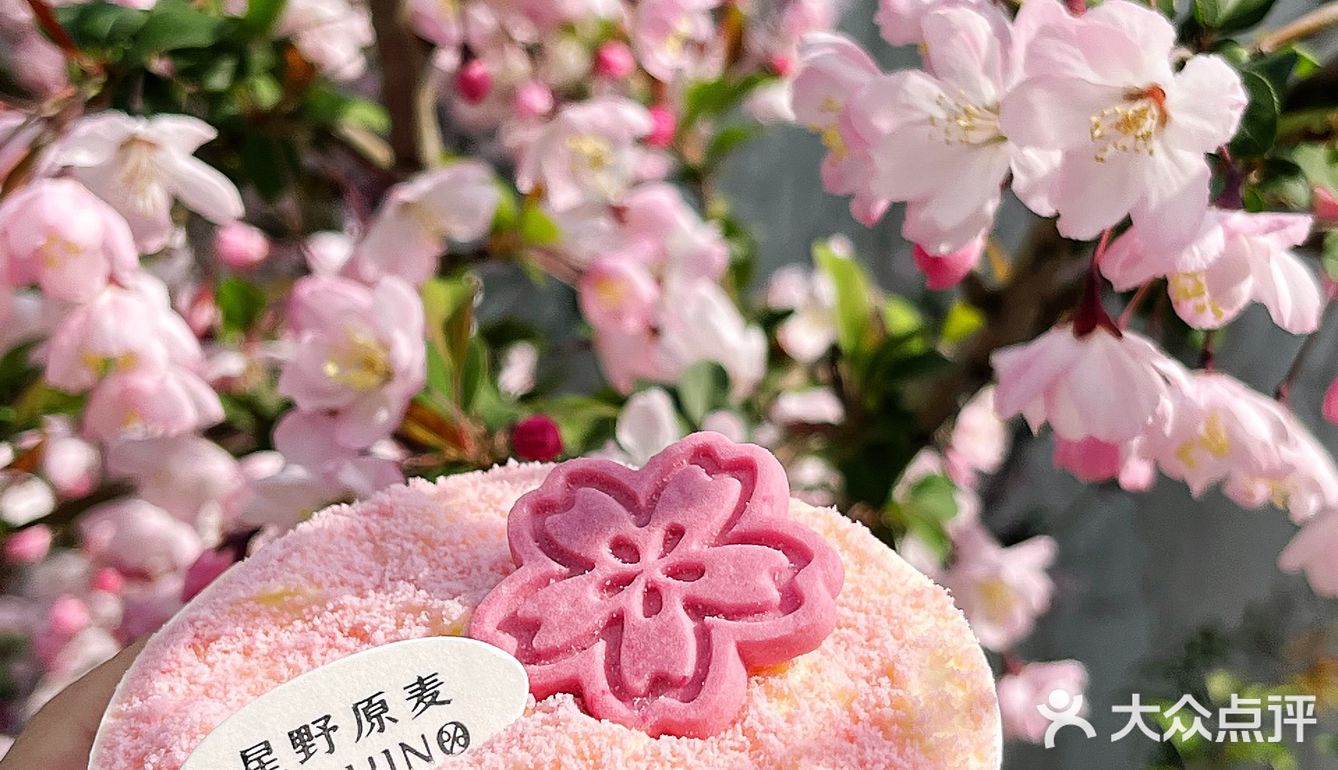 樱花提拉米苏🌸武汉的春日限定粉