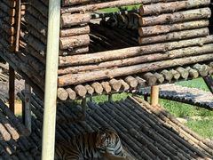 -西霞口神雕山野生动物世界