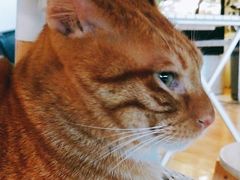 -Cappucimeow猫咪咖啡馆(韦伯时代店)