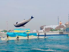 -秦皇岛乐岛海洋王国