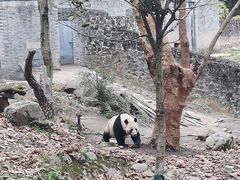 -都江堰中华大熊猫苑