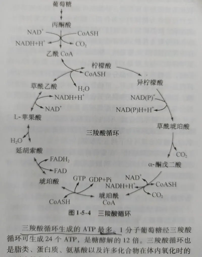 琥珀酸代谢图片