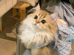 -欣宠猫屋·矮脚拿破仑·蓝金金渐层