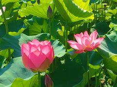 -莲花池公园