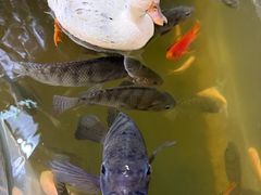 -上海大自然野生昆虫馆(东方明珠·爬宠昆虫探索中心)