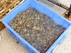 -西江河鲜·趣苑酒楼(鼎湖牌坊店)