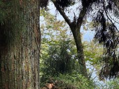 -天目山大树王景区