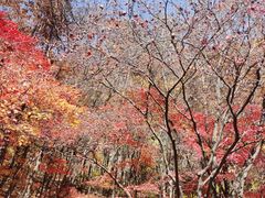 -关门山森林公园