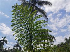 -中国科学院西双版纳热带植物园