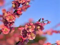 -南湖宾馆·鸳湖阁全日制餐厅