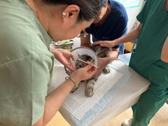 -瑞派宠物医院·犬猫全科·猫友好(宾水西道店)