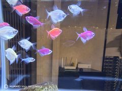 -华夏良子·足道SPA艾灸(翠微店)