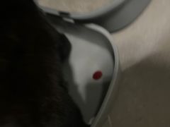 -联萌宠物医院(猫病专科)