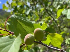 -北京鹫峰国家森林公园