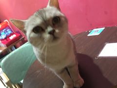 -猫色咖啡·猫咖