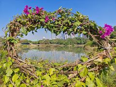 景点-福田红树林生态公园