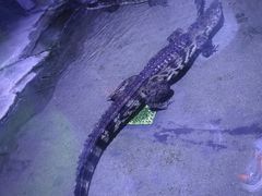 -青岛海底世界-水族馆