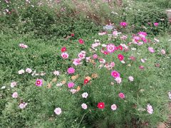 -武汉紫薇都市田园