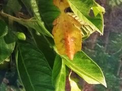 -上海大自然野生昆虫馆(东方明珠·爬宠昆虫探索中心)