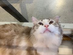 -三花喵·撸猫购宠·宠物生活馆(虹桥南丰城店)