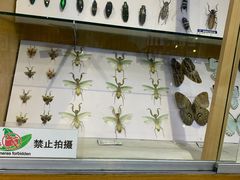 -上海大自然野生昆虫馆(东方明珠·爬宠昆虫探索中心)