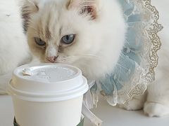 -怪兽屋·羊驼·猫咖·狗咖(俊华广场店)