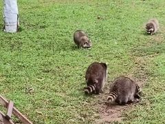 -秦皇岛野生动物园