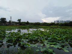 -中澳友谊花园